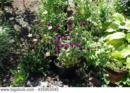 Globose Purple Flowers Of Gomphrena Globosa In August