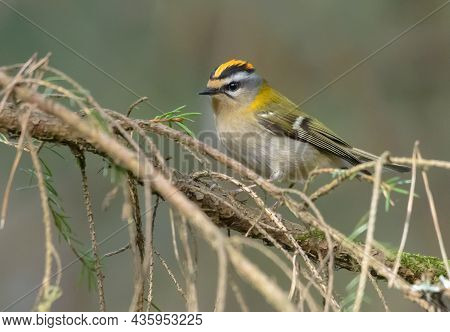 Male Common Firecrest (regulus Ignicapilla) Posing On Dry Perch In Spring