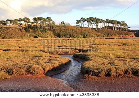 Nehir su samuru, Devon