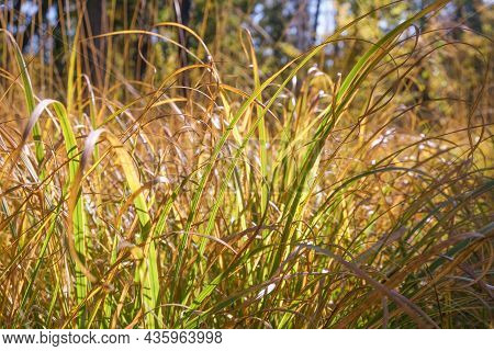 Dried Grass. The Concept Of Global Warming And Lack Of Precipitation. Plants Die Without Water. High