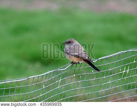 Says Phoebe Sitting On A Wire Fence With Soft Green Background