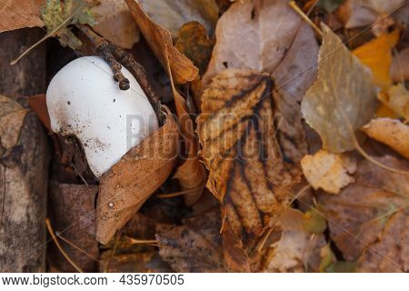 White Pileus Of Champignon Among Fallen Leaves In Autumn Forest, Mushroom-pickers Knife Near.