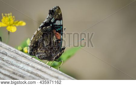A Admiral Buttterfly Sits On A Bench At Summer In Neunkirchen, Copy Space