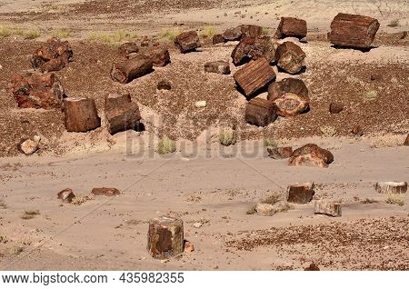 Petrified Trees Of The Ancient Petrified Forest In Arizona