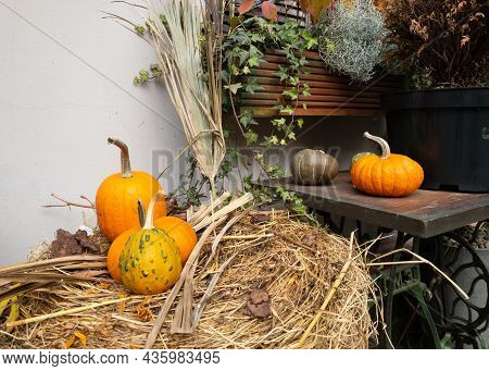 Pumpkins And Autumn Leaves, Symbol Of Autumn Harvest, Thanksgiving, Mabon Sabbat And Halloween Holid