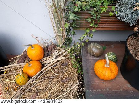 Pumpkins And Autumn Leaves, Symbol Of Autumn Harvest, Thanksgiving, Mabon Sabbat And Halloween Holid