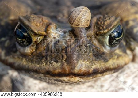 The Cane Toad, - The Giant Neotropical Toad Or Marine Toad, Is A Large, Terrestrial True Toad Native