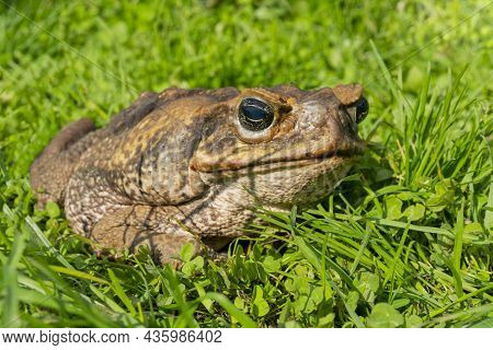 The Cane Toad, - The Giant Neotropical Toad Or Marine Toad, Is A Large, Terrestrial True Toad Native
