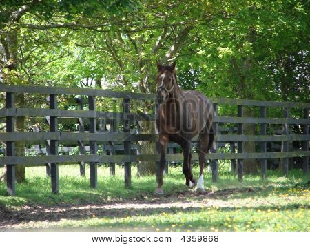 Cavalo