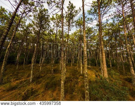 Pine Trees Forest View In Maceda, Ovar - Portugal.