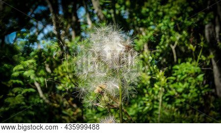 Giant Goat's Beard Dandelion Seed Head