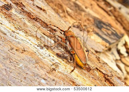 Long Horned Beetle On Tree
