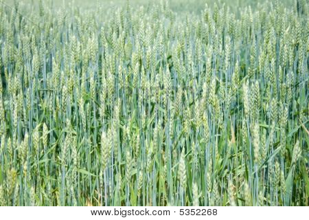 Spighe verdi di campo di grano