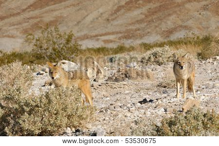 Coyotes in Death Valley National Park