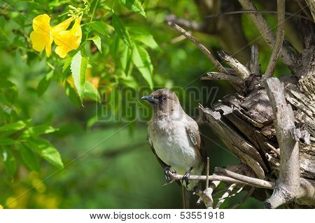 Common Bulbul With Yellow Flower