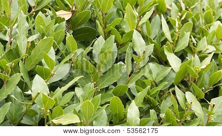 Laurel Bush Hedge Growing In A Spring Garden