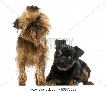 Two Griffon Bruxellois with interrogative look, isolated on white