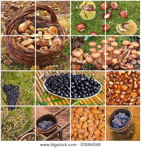 Autumnal Fruits