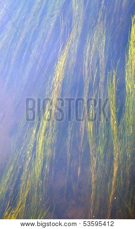 Algae in the river