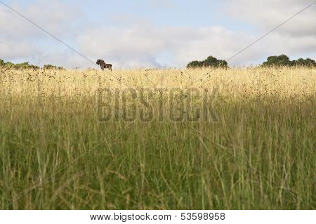 Black Wildebeest