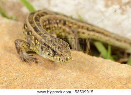 Lizard