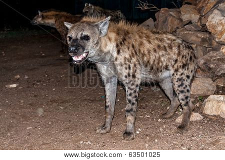 Hyena