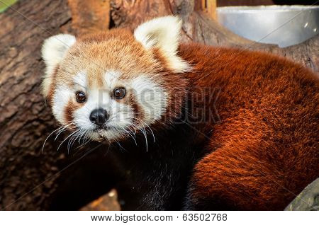 Red Panda