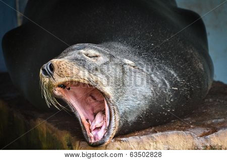 Sea Lion