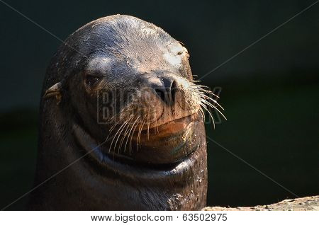 Sea Lion