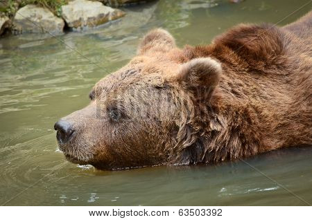 Bear Swimming