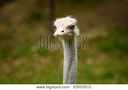 Ostrich