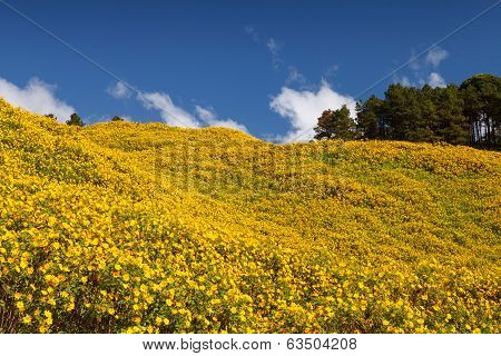 Landscape,Mexican sunflower weed (Tithonia diversifolia)