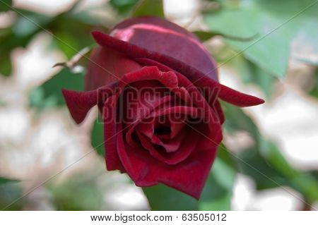 rose