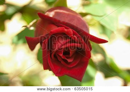 rose