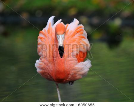 Flamingo