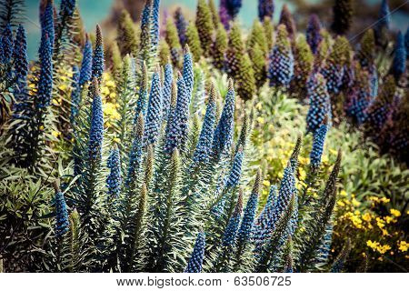 Field Of Blue Flowers And The Sun
