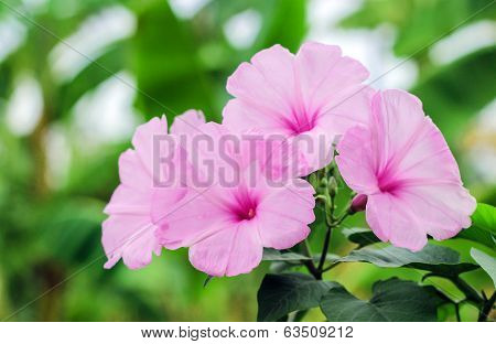 Pink Morning Glory Beautiful Flowers