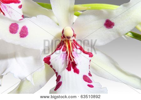 Closeup of a white Orchid