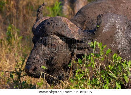 Buffalo (syncerus Caffer) In The Wild