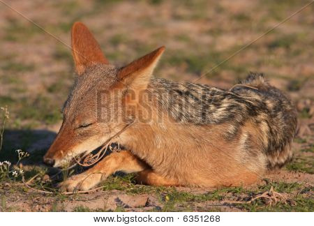 Sciacallo dalla gualdrappa (canis Mesomelas)