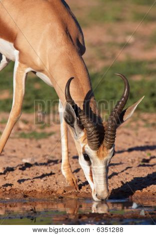 Single rød Impala