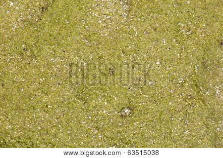 Texture-algae