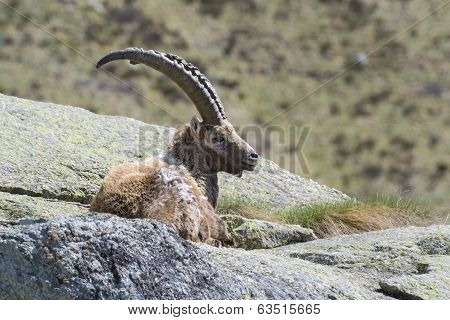 Steinbock