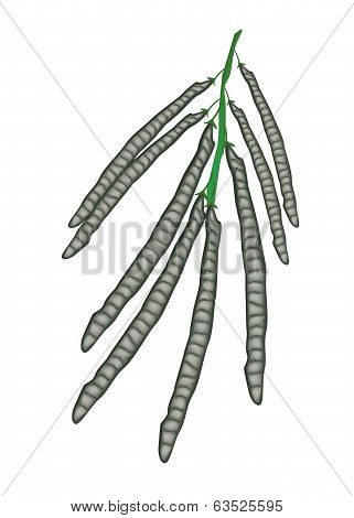 Delicious Ripe Mung Beans On A Twig