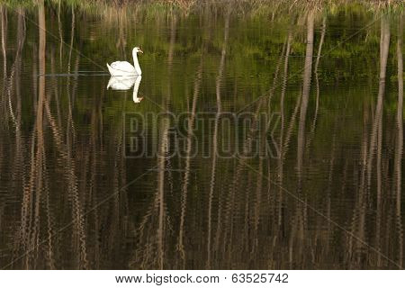 White-swan Floating In Lake