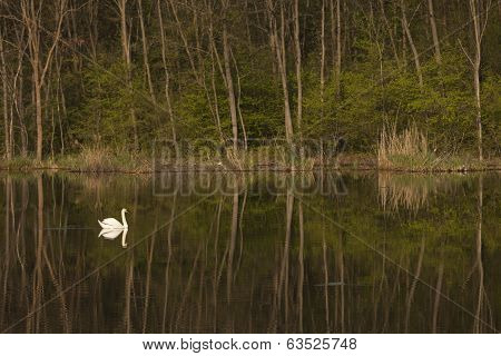 White-swan Floating In Lake