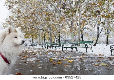 White Dog, Samoyede In A Park