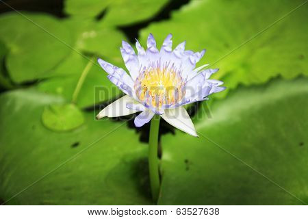 Purple lotus flower