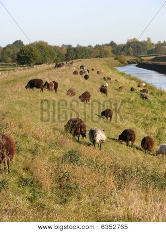 Heidschnucken grazen op Dijk In het noorden van Duitsland