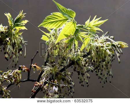 Elder box tree with flowers at spring